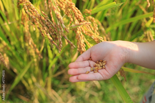 A child's hand and ripe rice