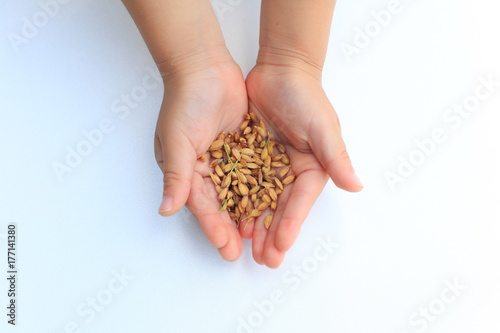 Rice seed in the hands of a child