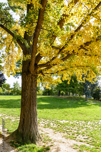 Ginkgo biloba tree with yellow leaves in the fall season in a public park.