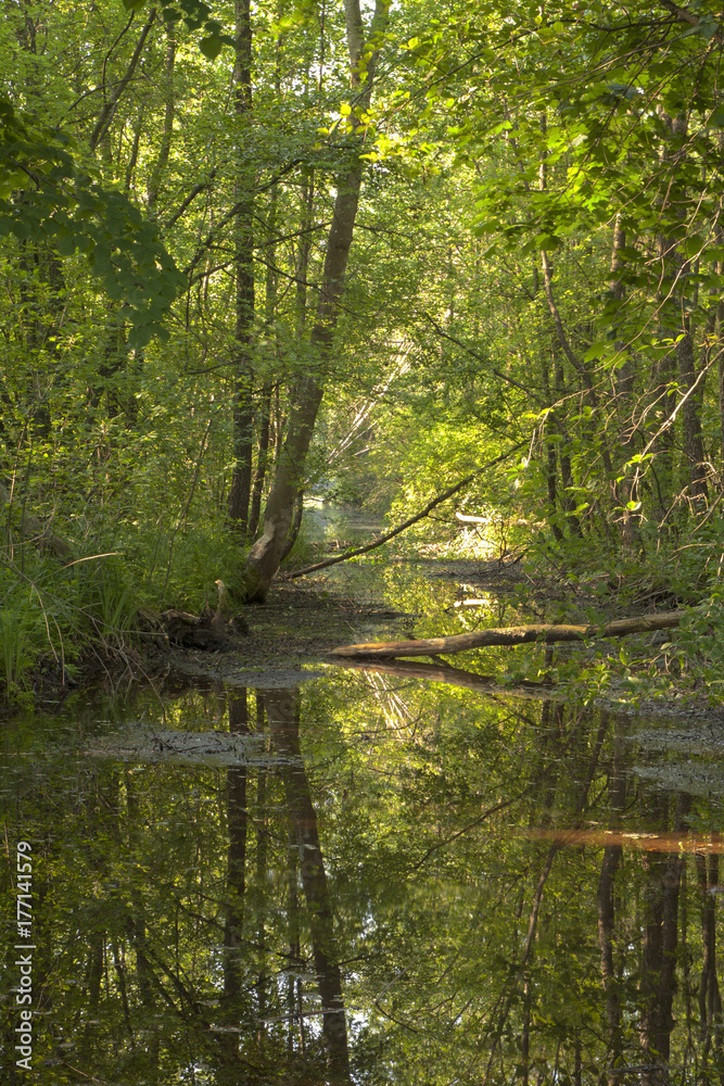 forest forest