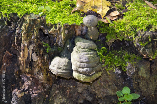 Fomes fomentarius - commonly known as the tinder fungus, false tinder fungus, hoof fungus, tinder conk, tinder polypore or ice man fungus - on the trunk of a birch photo