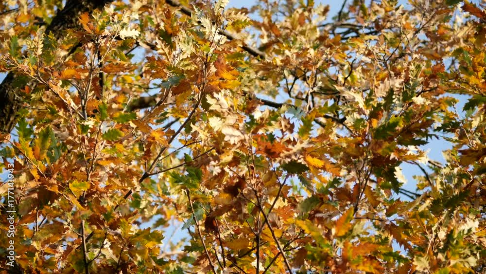 Autumn leaves in 4K resolution Autumn leaves in 4K resolution