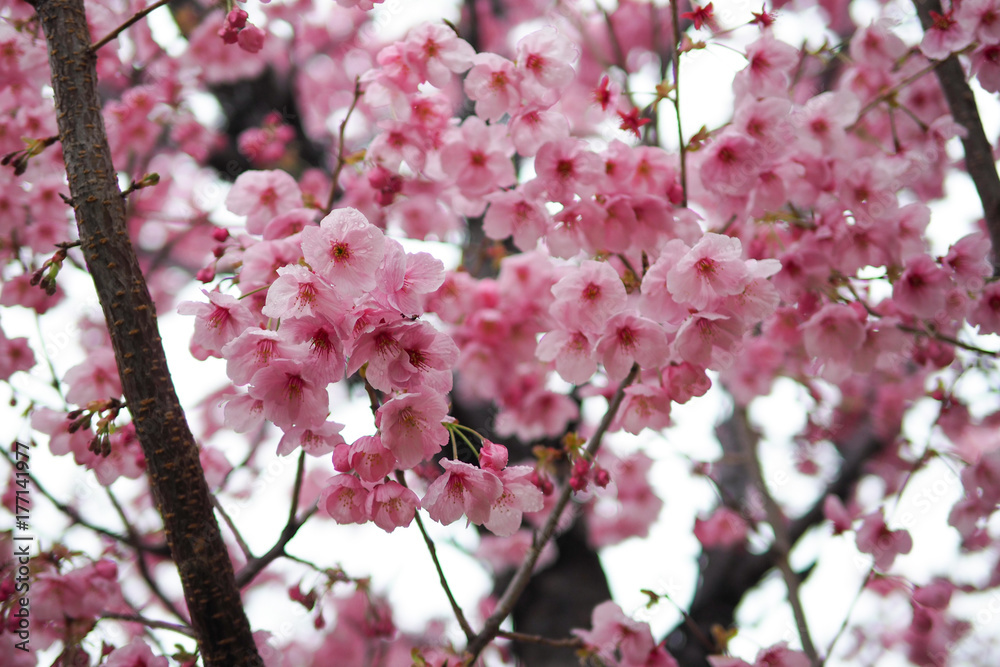 Obraz premium The Cherry blossom blooming season in Japan