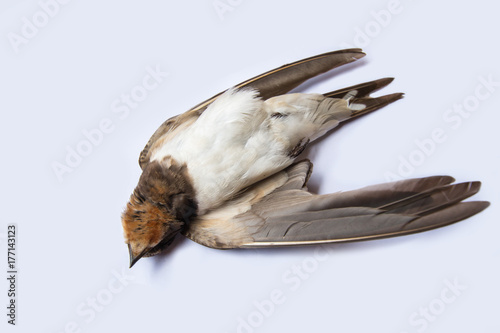 dead bird background in nature, isolated dead bird on white.