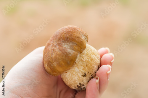 Boletus edulis edible mushroom in female hand