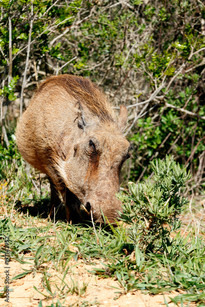 Warthog standing and giving you the side stare Warthog standing and giving you the side stare