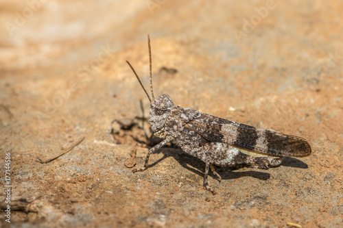 Red-winged grasshopper - Oedipoda germanica