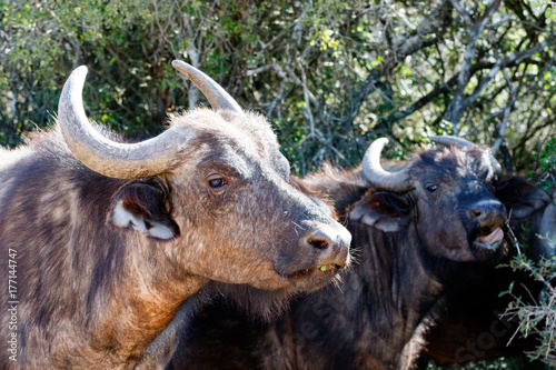 Buffaloes standing and showing their teeth and tongue