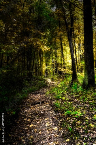 Autumn Trail