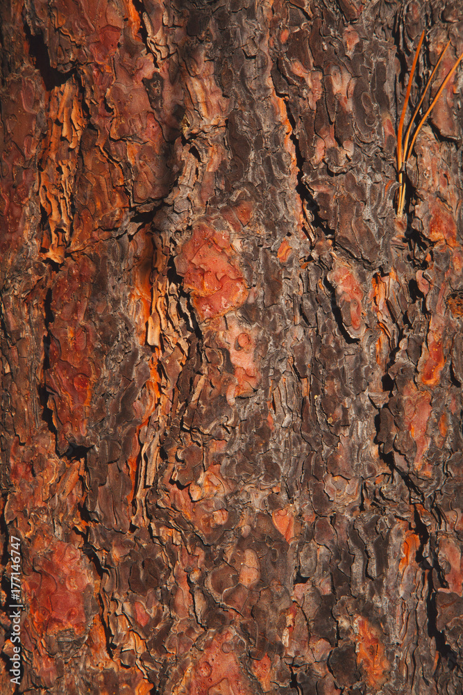 Pine Bark Texture Pine Bark Texture