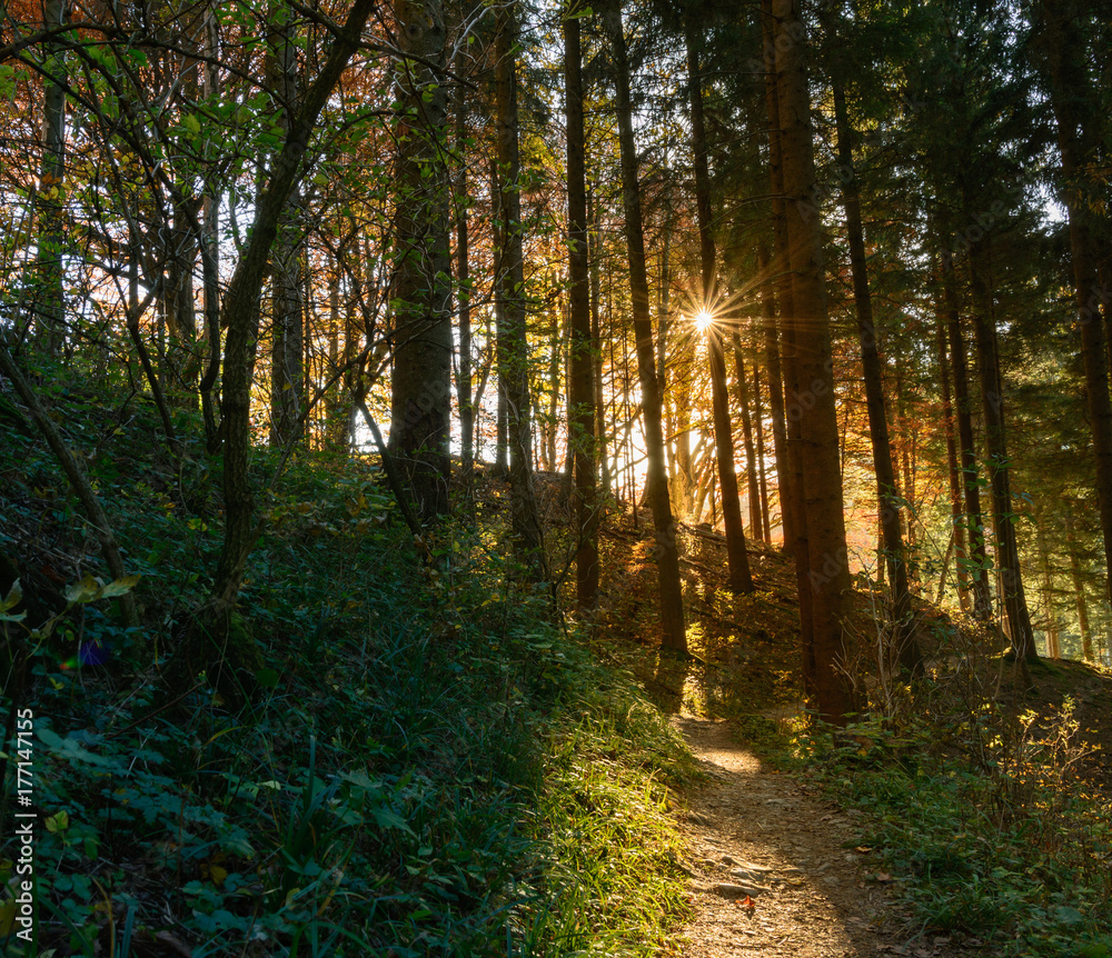 Obraz premium Wald mit Sonnenlicht am morgen