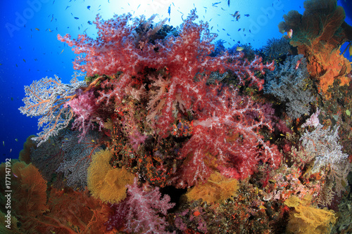 colourful coral reef photo