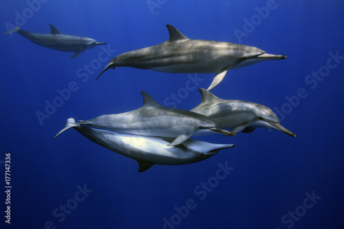 Wild Spinner dolphin mating
