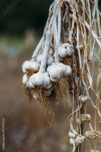 Strings of gralic bulbs hanging outdoors photo