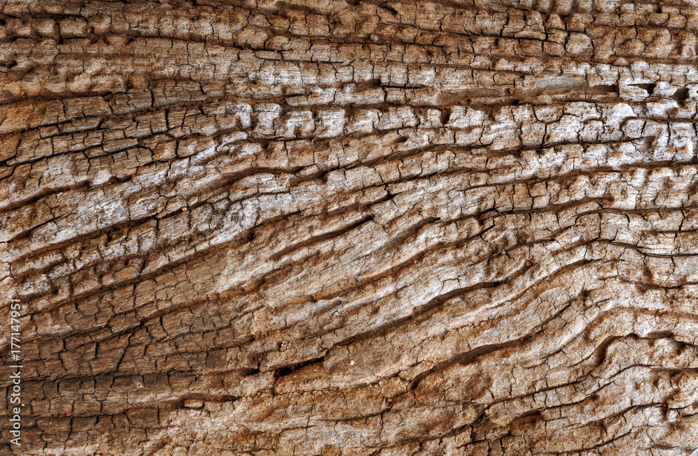 Wood grain texture of old tree stump with cracks in brown tone for background Wood grain texture of old tree stump with cracks in brown tone for background