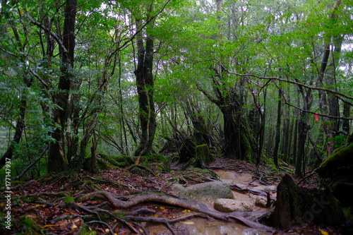 雨の日の屋久島