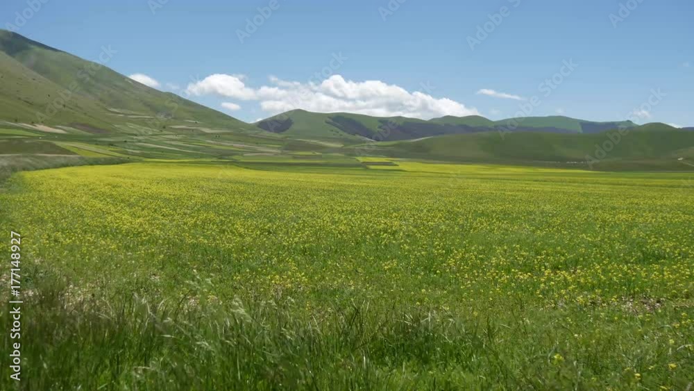 Campi di lenticchie fioritura a Castelluccio di Norcia sui Monti Sibillini in Umbria Campi di lenticchie fioritura a Castelluccio di Norcia sui Monti Sibillini in Umbria