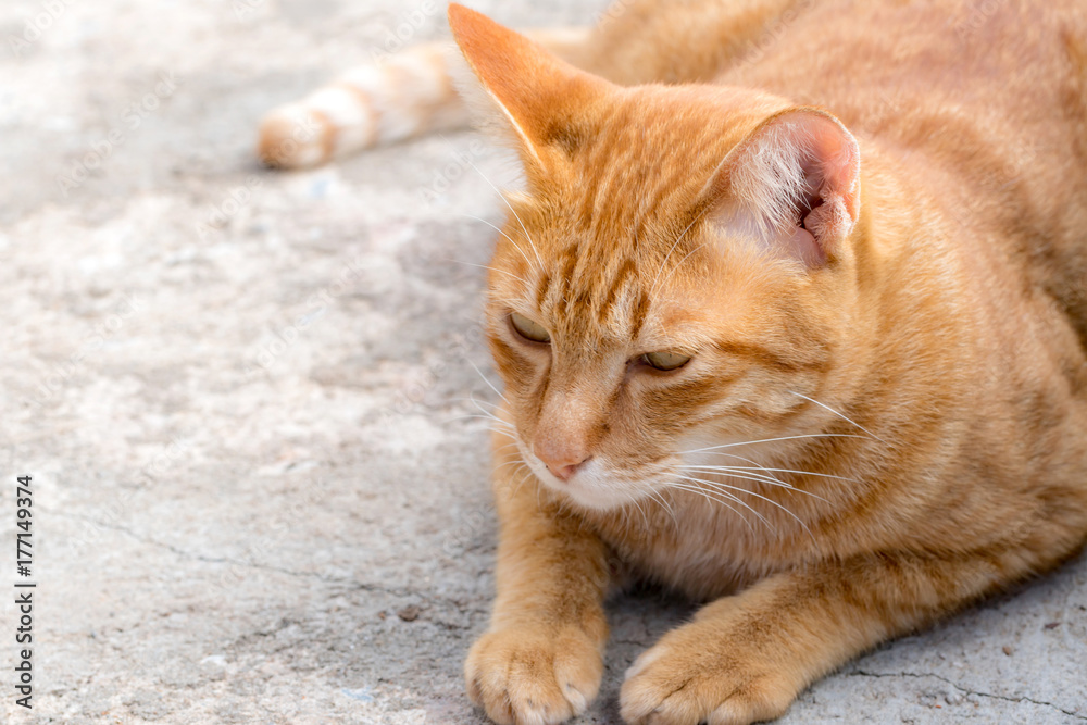 Ginger Cat