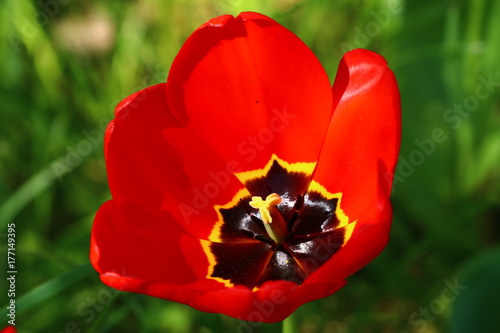 Rote Tulpen Blüte