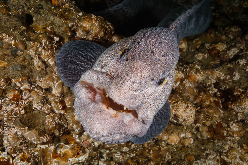 Wolf eel photo