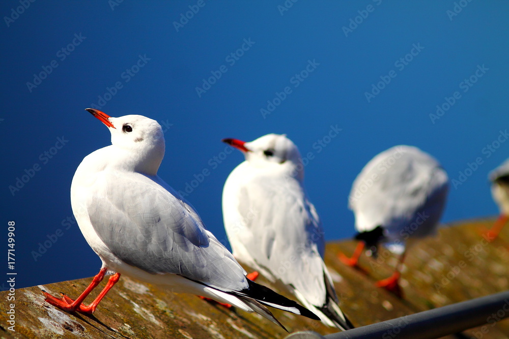 River seagulls seating on the river embankment. Bright deep blue background. River seagulls seating on the river embankment. Bright deep blue background.