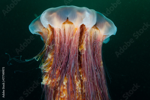 Lion's Mane Jelly