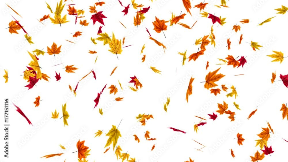 Animation of falling autumn leaves Animation of falling autumn leaves