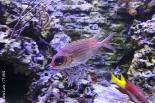 a squirrelfish in a reef photo