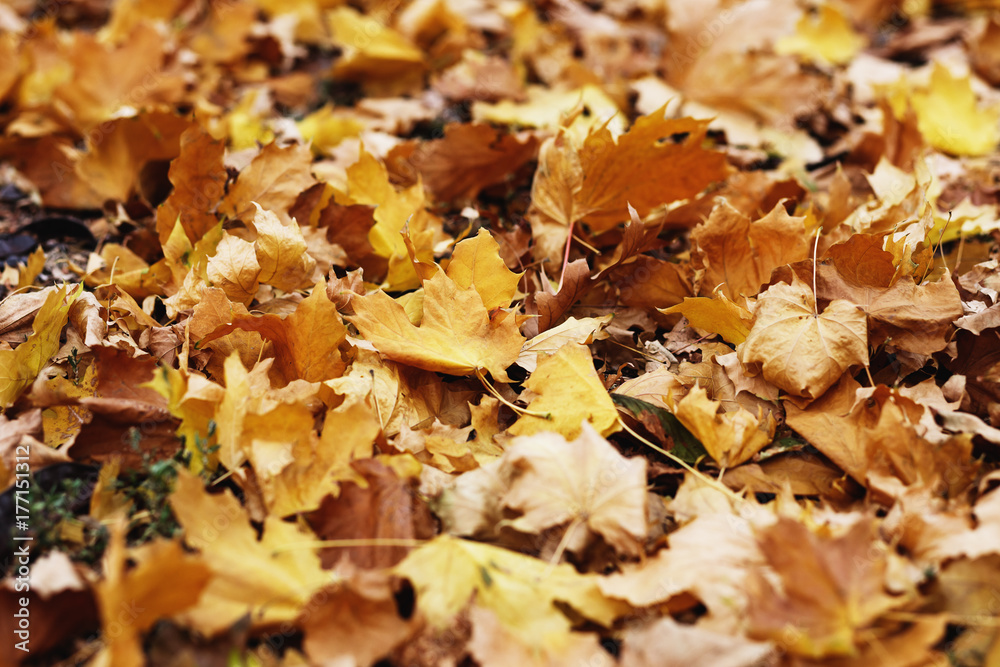 autumn foliage. background with autumn colorful leaves. Background group autumn orange leaves. Outdoor. Maple yellow leaves background texture autumn foliage. background with autumn colorful leaves. Background group autumn orange leaves. Outdoor. Maple yellow leaves background texture