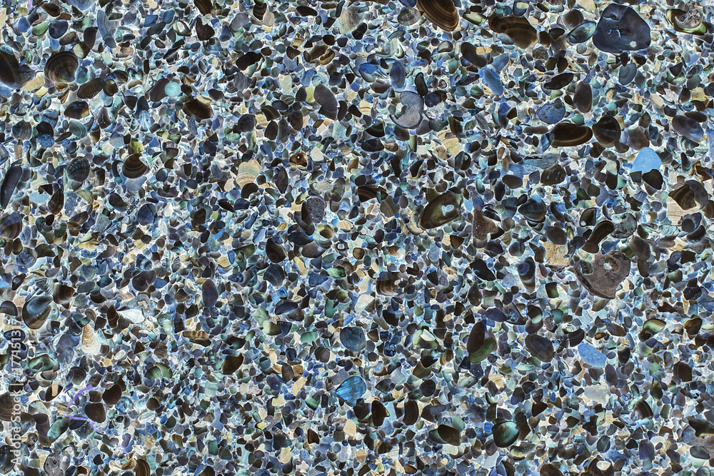 Fototapeta premium Multicolored seashells on the beach