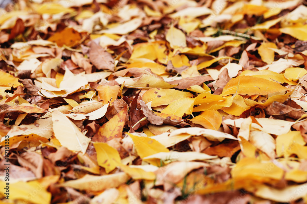 autumn foliage. background with autumn colorful leaves. Background group autumn orange leaves. Outdoor. Maple yellow leaves background texture. autumn foliage. background with autumn colorful leaves. Background group autumn orange leaves. Outdoor. Maple yellow leaves background texture.