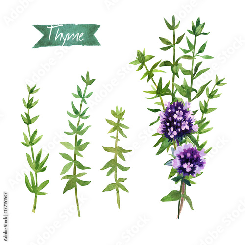 Thyme  twigs and flowers watercolor illustration with clipping paths