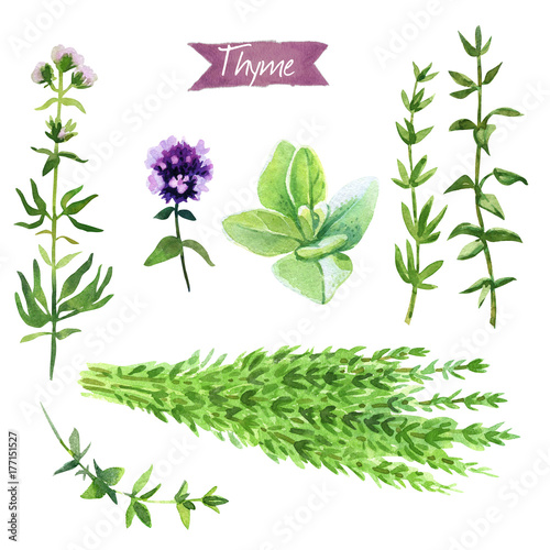 Thyme plant, twigs, flowers and bunch watercolor illustration with clipping paths