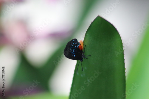 an atala butterfly on a plant photo