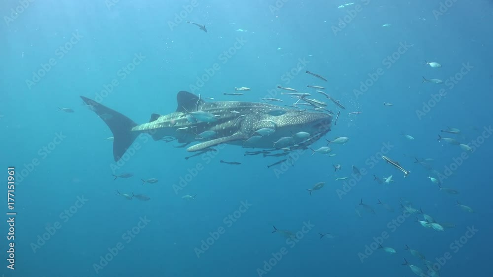 Whale shark  close up shot 