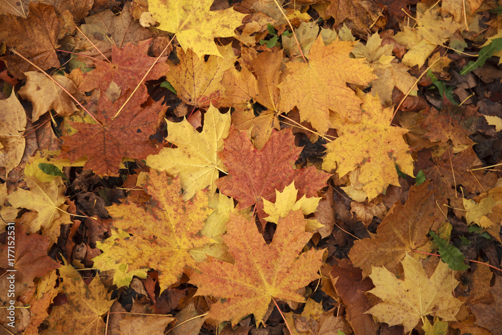 Autumn maple leaves lie on ground