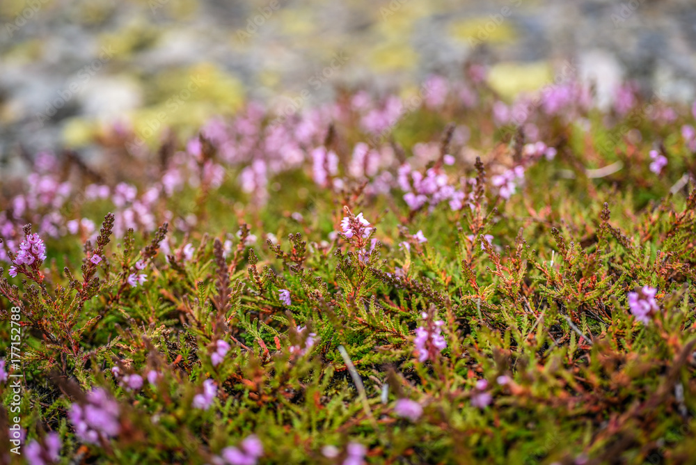 Field of pink flowers of heather growing in Iceland, summer season