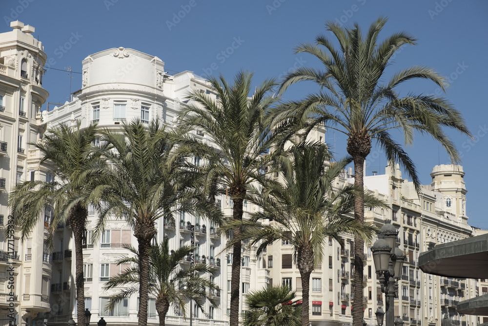 palmbomen in Valencia