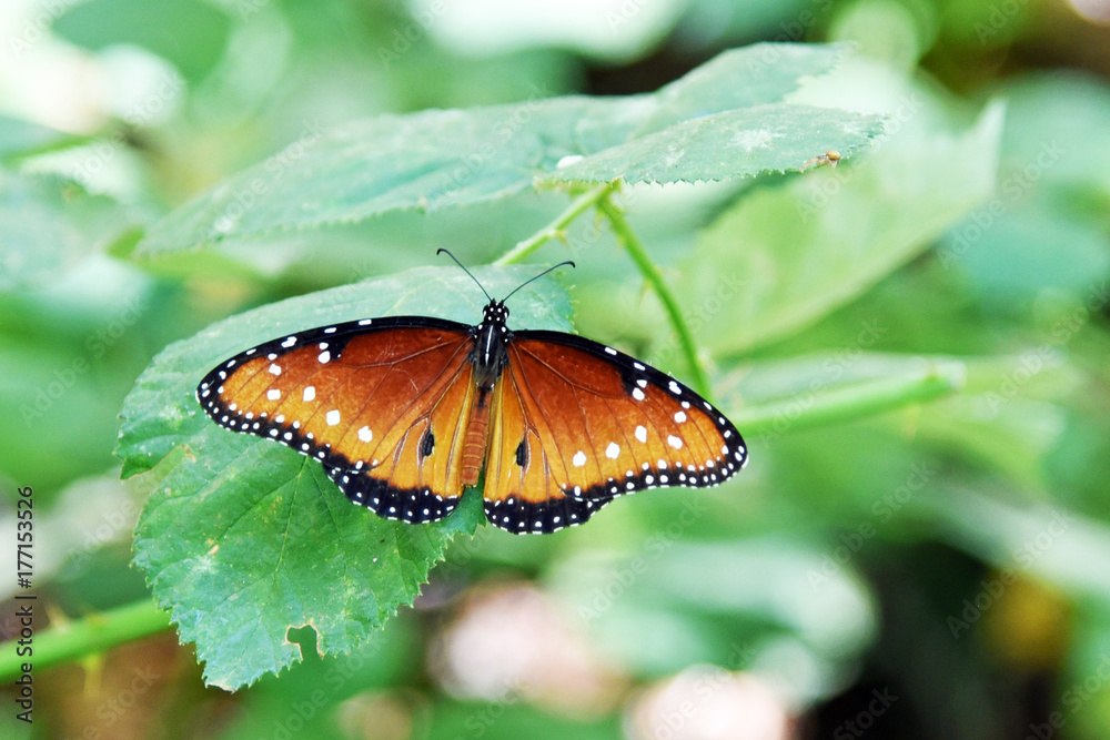 Schmetterling Danaus gilippus