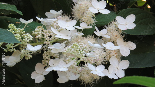 Canvas-taulu Magnolia