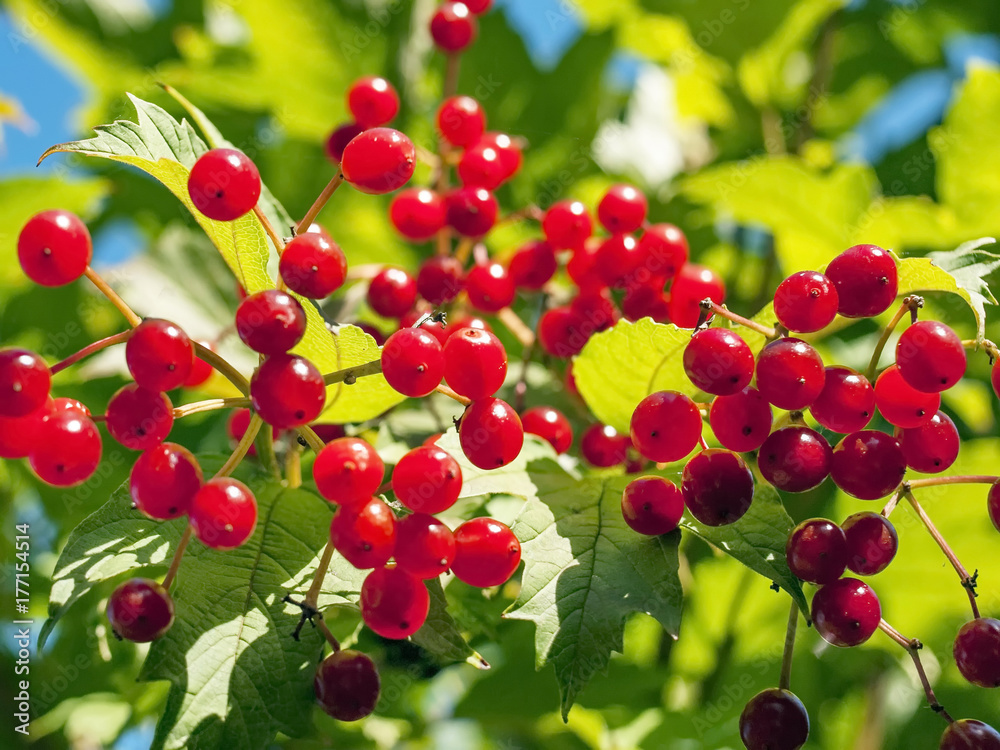 fruits of viburnum in autumn fruits of viburnum in autumn