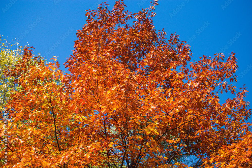 Seasonal, autumn, wood full of color shades, yellow red leaves, sunny day, clear skies in the background Seasonal, autumn, wood full of color shades, yellow red leaves, sunny day, clear skies in the background