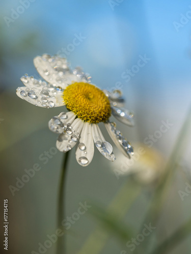 Canvas Print daisy with dew