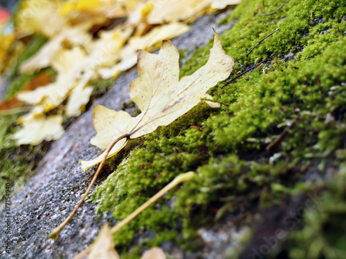 autumn yellow maple leaf on a moss