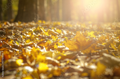 Golden autumn light