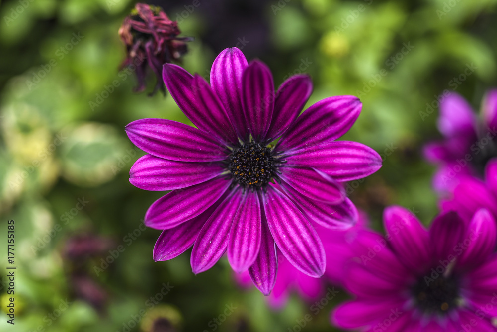 Daisy gerbera flower violet blooming in the garden in Iceland, summer season. Daisy gerbera flower violet blooming in the garden in Iceland, summer season.