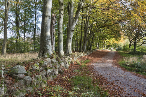 Forest Road at Fall © Arne Bramsen