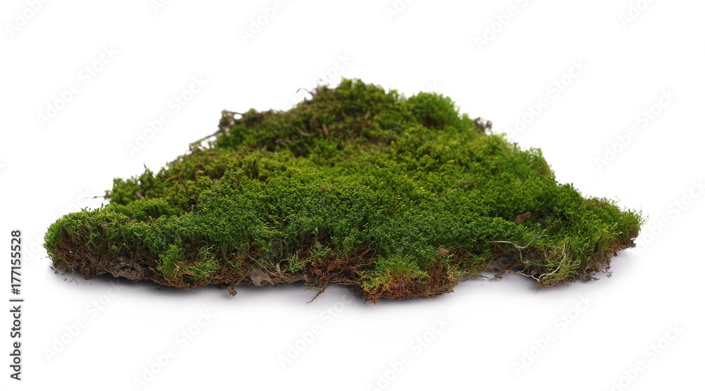 Green moss isolated on white background Green moss isolated on white background