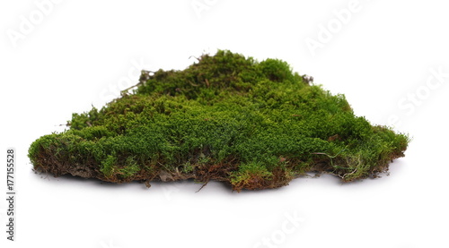 Green moss isolated on white background
