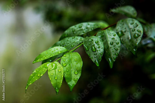 Green leaves with water drop during rain